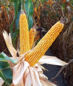 kolby kukurydzy odmiany Delici CS