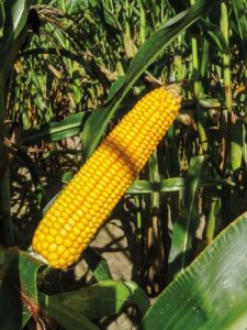 kolba kukurydzy odmiany ES Midgard