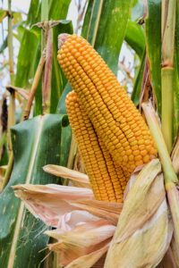 kolby kukurydzy odmiany ES Winway
